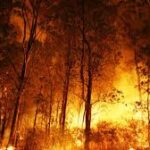 Ancaman Kebakaran Hutan