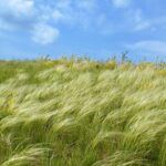 Cuaca Angin Sepoi-Sepoi