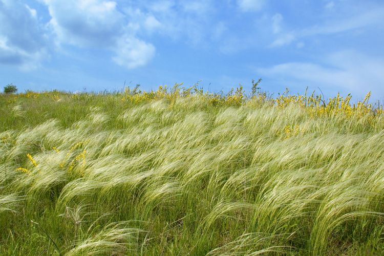 Cuaca Angin Sepoi-Sepoi